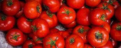 ​吃西红柿对什么好处和坏处最多 吃西红柿有什么好处和坏处