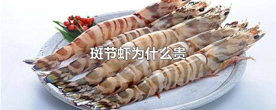 ​明虾贵还是斑节虾贵 红虾和斑节虾哪个贵