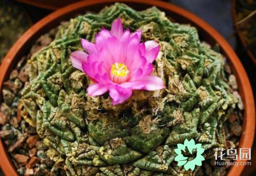 植物中的熊猫（知识科普植物界中最珍贵的花卉）