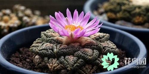 植物中的熊猫（知识科普植物界中最珍贵的花卉）