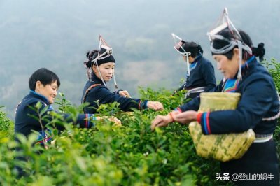 ​有一种清明果可以唤醒春天滋味家乡的记忆