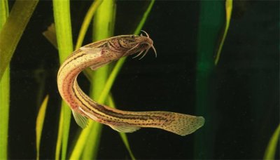 ​泥鳅吃生米还是熟米