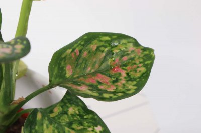 ​花叶万年青冬季如何管理