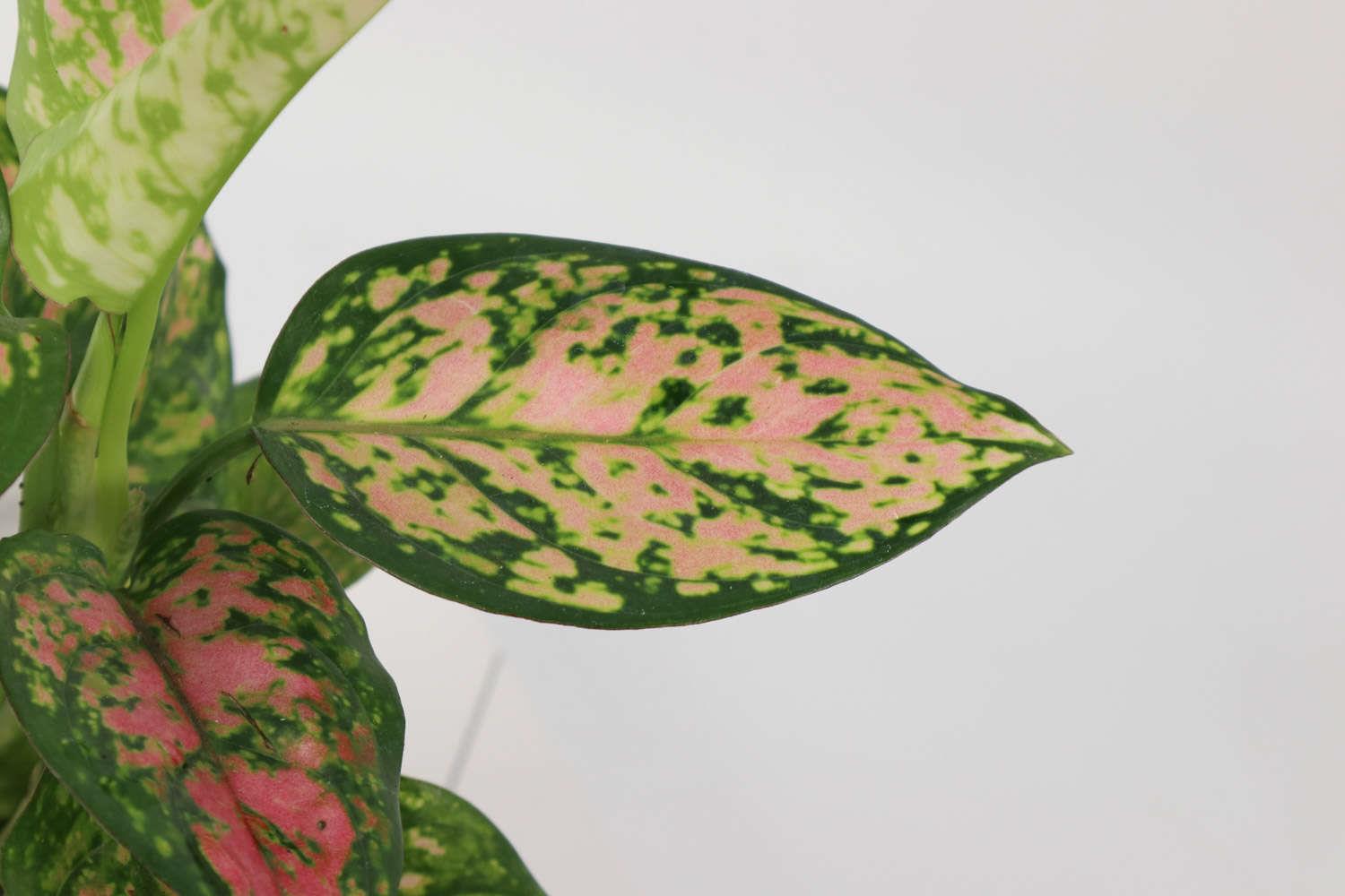 花叶万年青 花叶万年青