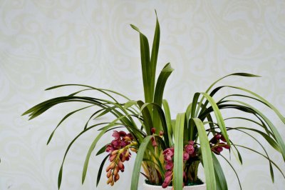 ​大花蕙兰花期怎样浇水