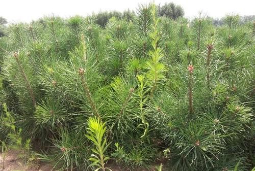 俄罗斯松木家具的气味有害吗