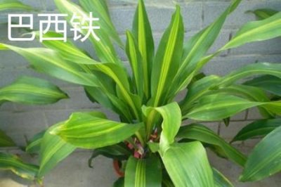 ​巴西铁和也门铁的区别