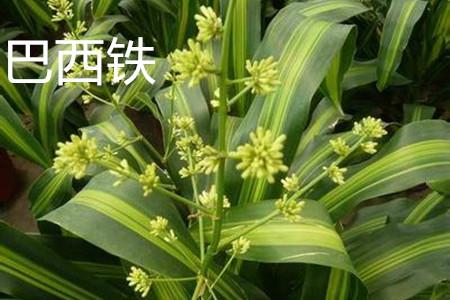 巴西铁花朵 巴西铁花朵