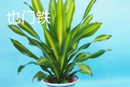 也门铁叶子 也门铁叶子