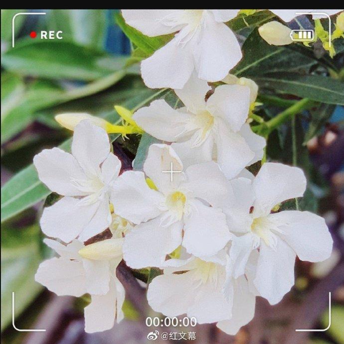 白花夹竹桃,圣洁而美丽的花
