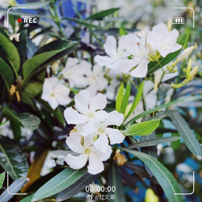 白花夹竹桃,圣洁而美丽的花