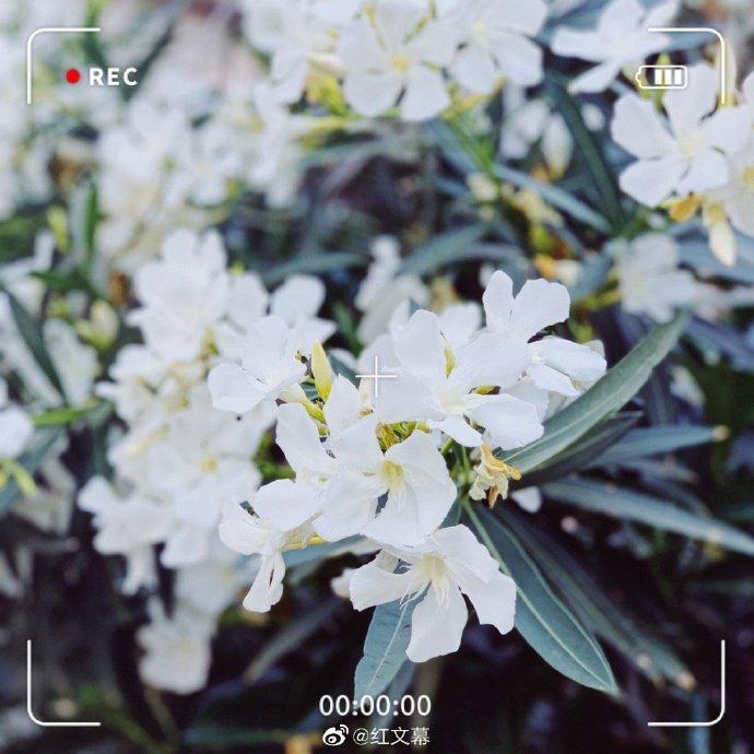 白花夹竹桃,圣洁而美丽的花