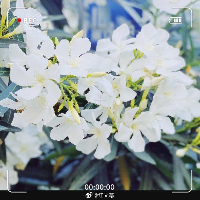 白花夹竹桃,圣洁而美丽的花