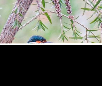 ​被鸟屎砸中身上暗示什么 被砸到鸟屎预示什么