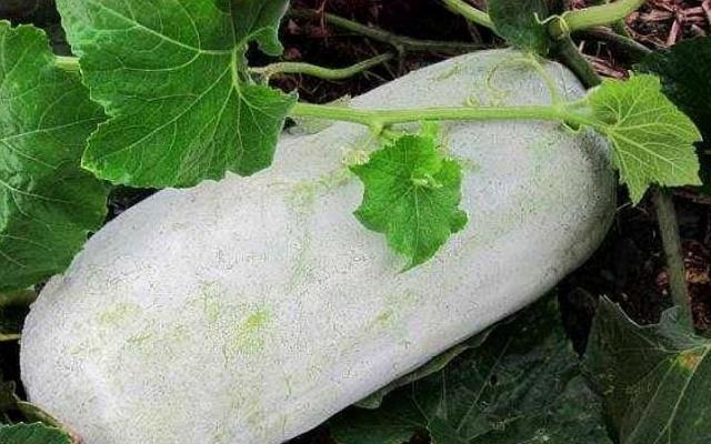 常见的有冬瓜、南瓜和西瓜,为什么没有北瓜呢?其实北瓜早就吃过