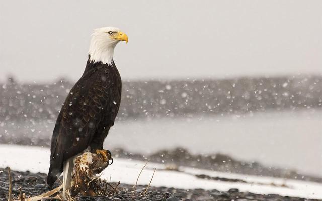 美国国鸟是白头海雕, 日本国鸟是绿雉, 中国的国鸟你知道吗?