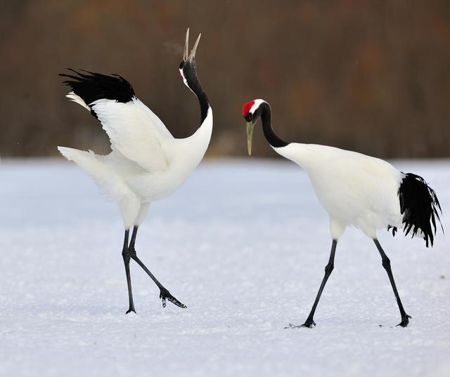 美国国鸟是白头海雕, 日本国鸟是绿雉, 中国的国鸟你知道吗?