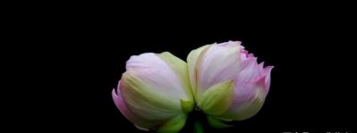 ​并蒂莲的象征意义是什么(并蒂莲花的三个寓意)