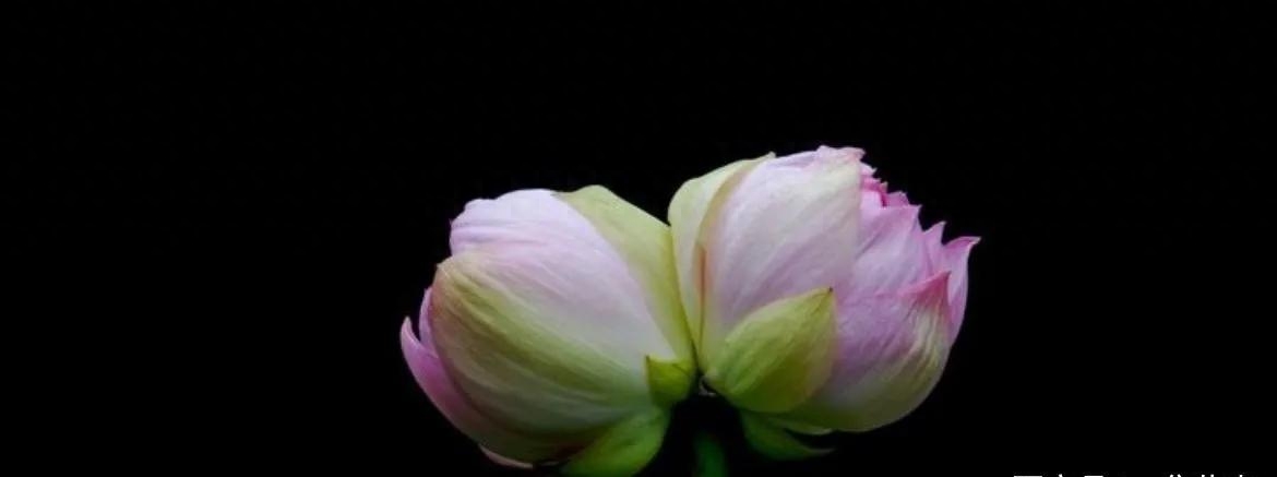 并蒂莲的象征意义是什么(并蒂莲花的三个寓意)