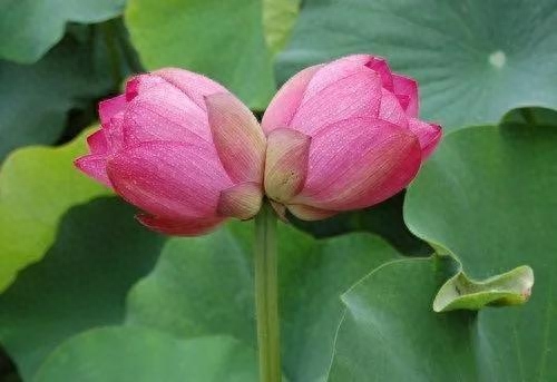 并蒂莲的象征意义是什么(并蒂莲花的三个寓意)