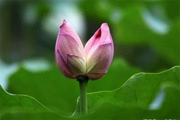 并蒂莲的象征意义是什么(并蒂莲花的三个寓意)