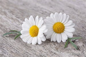 小雏菊插水里能活多久 ？掌握几个小技巧，呼呼冒根