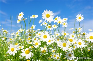 小雏菊插水里能活多久 ？掌握几个小技巧，呼呼冒根