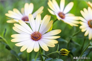 小雏菊插水里能活多久 ？掌握几个小技巧，呼呼冒根