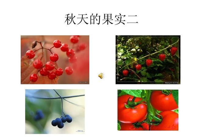 秋天的果实设计意图,幼儿园为什么要开展秋天的主题活动