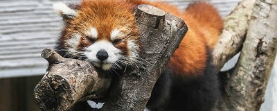 ​小熊猫是几级保护动物 小熊猫是国家一级保护动物吗?