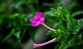 夕颜花的花语是什么啊