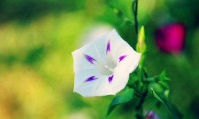 ​夕颜花，夕颜花开的意思是？