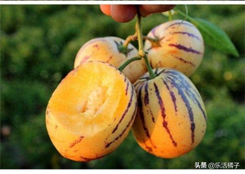 人参果只开花不结果怎么回事(人参果开花不结果是什么原因)