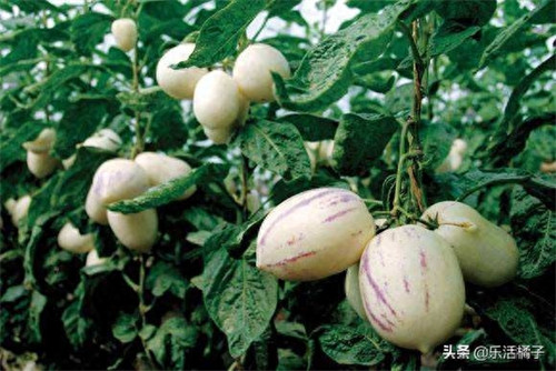 人参果只开花不结果怎么回事(人参果开花不结果是什么原因)