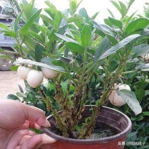 人参果只开花不结果怎么回事(人参果开花不结果是什么原因)