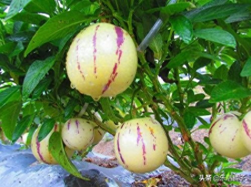 人参果只开花不结果怎么回事(人参果开花不结果是什么原因)