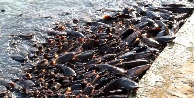 印度宗教众多，不吃猪肉牛肉，却“忽悠”游客吃这些！