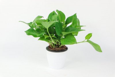 ​绿萝“黄叶”别着急，2、3粒黄豆埋土里，几天就能现生机！