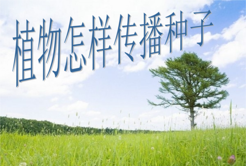 植物的种子是怎样传播的