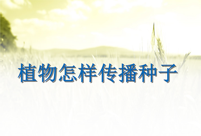 公园里的植物是怎么传播种子的