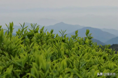 ​单枞茶属于什么茶（一文了解单枞茶的茶叶类型）