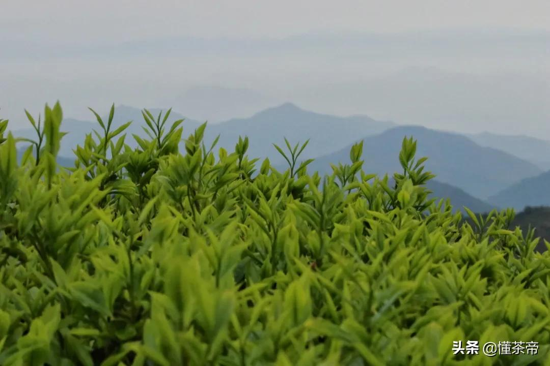 单枞茶属于什么茶（一文了解单枞茶的茶叶类型）