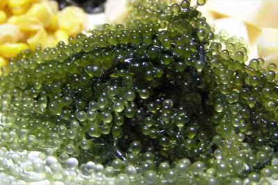 ​海葡萄是什么东西 海葡萄的功效