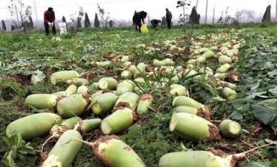 ​冬天拔萝卜(霜降拔萝卜还是立冬拔萝卜)