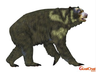 ​最大的熊有多重？最大的熊科动物是什么