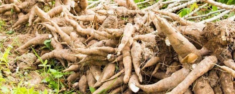 生活木薯是什么 1