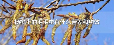 ​杨树有毛毛虫用什么药 吃杨树叶的毛毛虫叫啥?