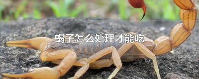 ​蝎子怎么处理才能吃
