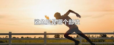 ​鲨鱼肌是哪个部位