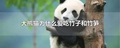 ​大熊猫为什么爱吃竹子和竹笋